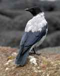 Серая ворона фото (Corvus cornix) - изображение №2075 onbird.ru.<br>Источник: www.mullbirds.com